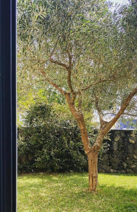 Casa Raiz Villa Ponta Delgada Eksteriør billede