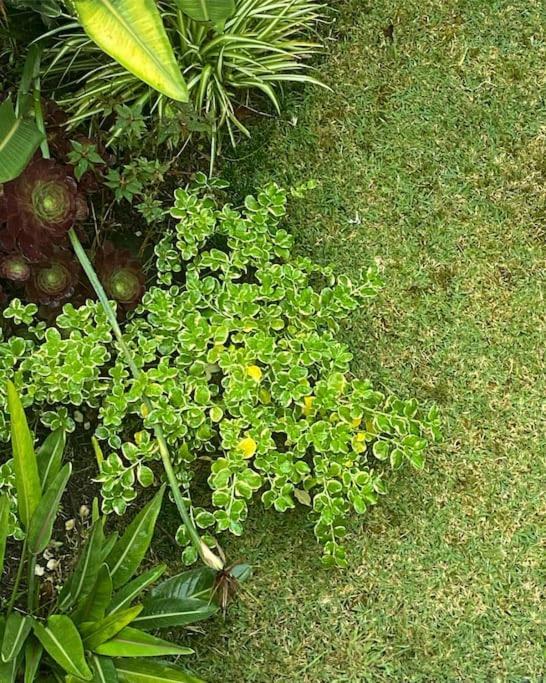Casa Raiz Villa Ponta Delgada Eksteriør billede